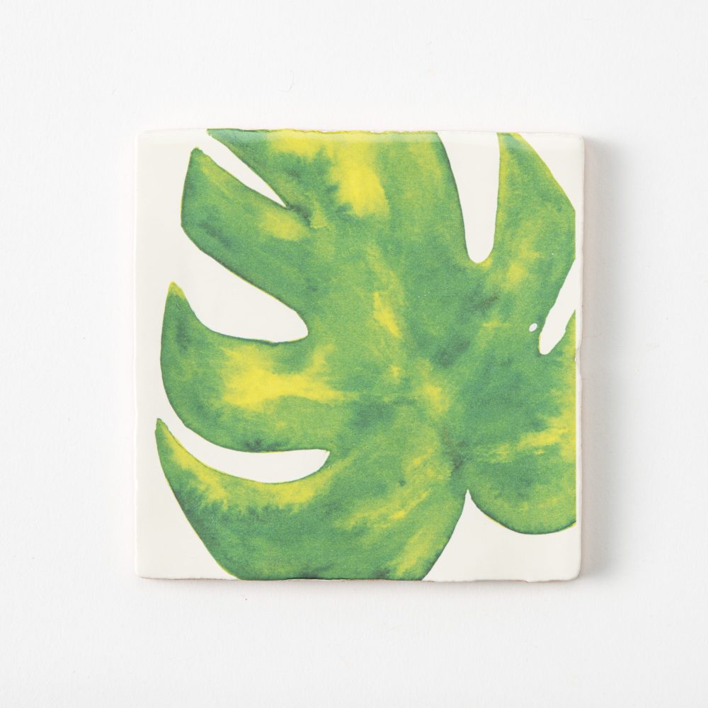 Monstera plant